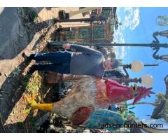 Sliver springs area - m4w - Silver Springs FL