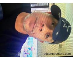 Looking for horny women now - m4w - 57 - Mesa AZ