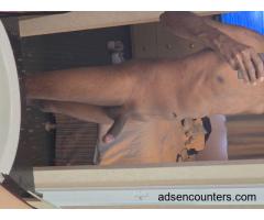 8 inch hard cock, looking to get worshipped. M/TS,TV/MF - m4m - 42 - Honolulu HI