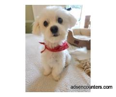 Open for Marriage! - m4w - 65 - Palm Beach FL